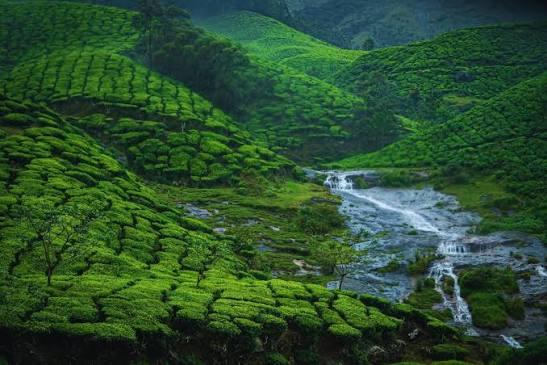 ๐ฟ Munnar Premium Tour Package ๐ฟ โ Photo 5
